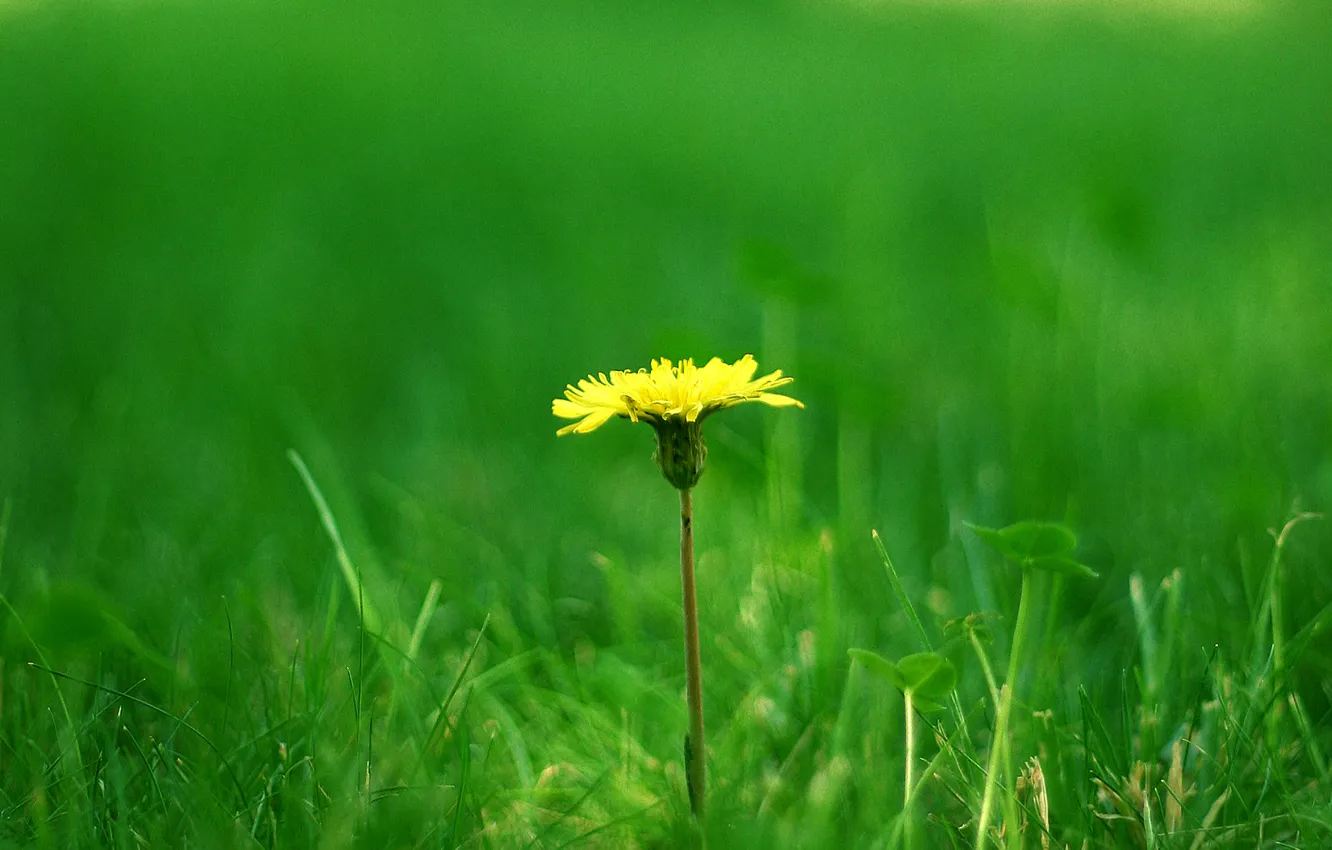 Photo wallpaper grass, dandelion, clover