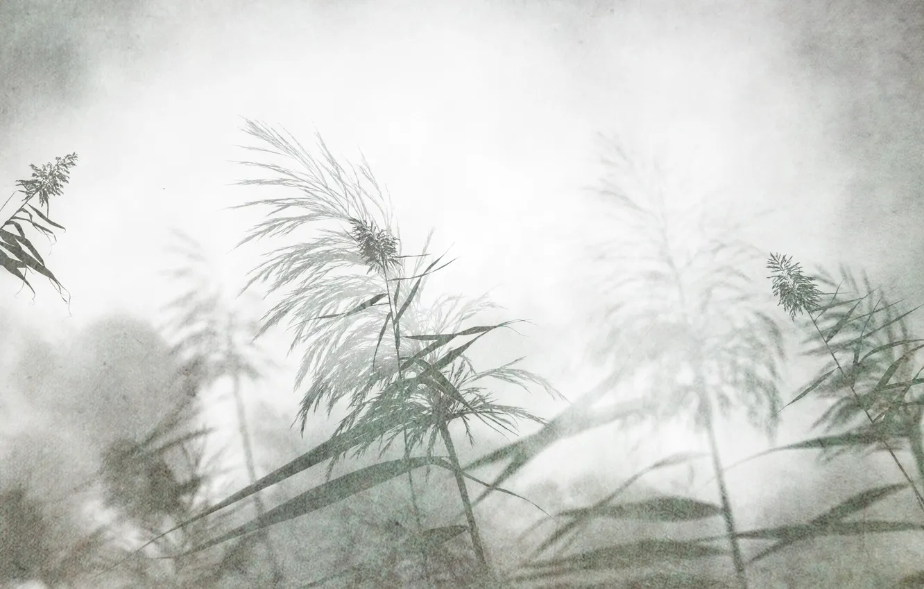 Photo wallpaper grass, flowers, nature, background