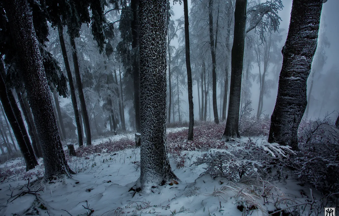 Photo wallpaper winter, forest, snow, nature, fog, Switzerland, Switzerland, Jura Mountains
