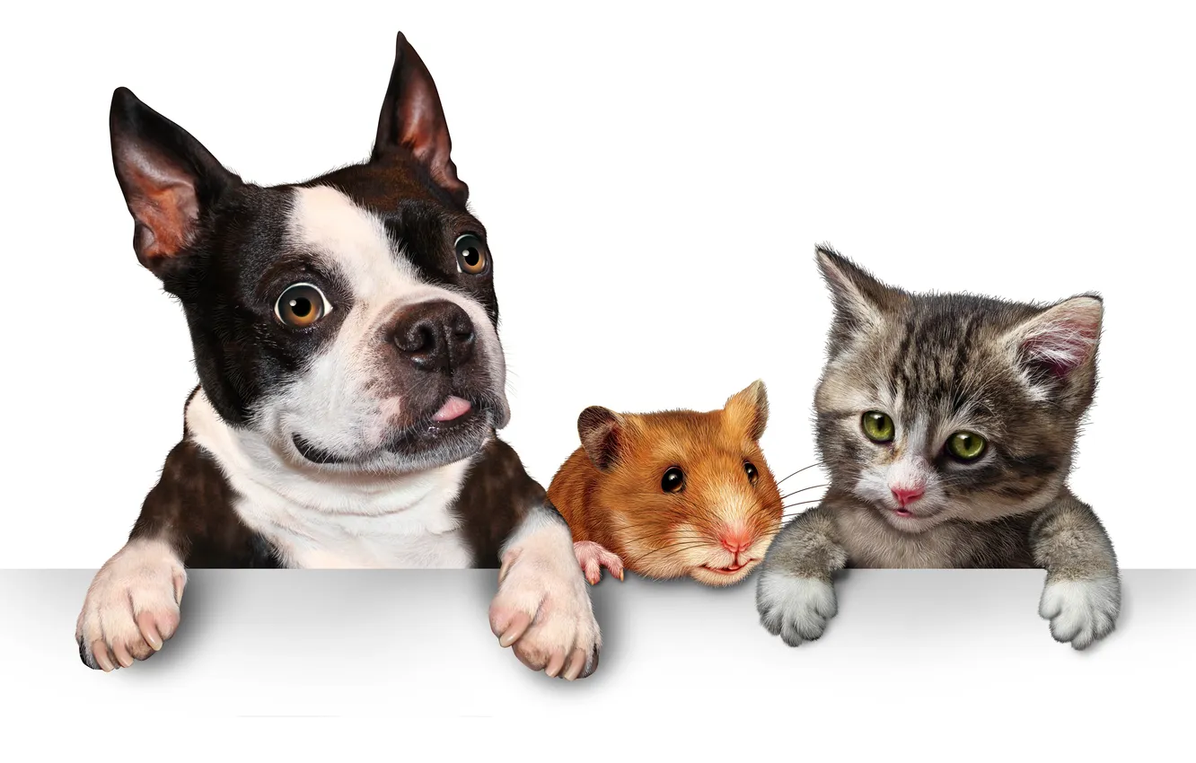 Photo wallpaper puppy, animals, kitten, Hamster