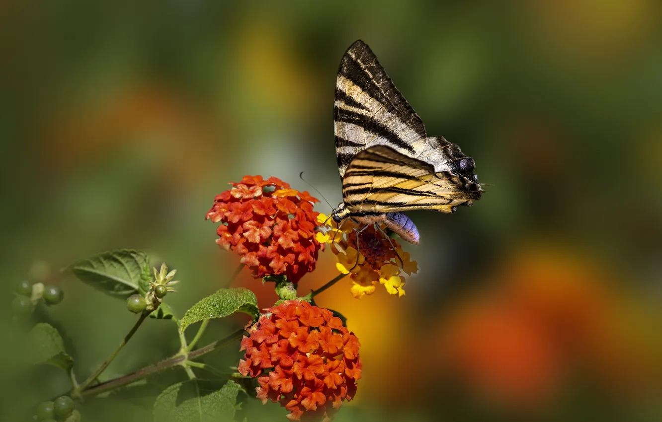 Photo wallpaper flowers, macro, butterfly, wings, beautiful, closeup