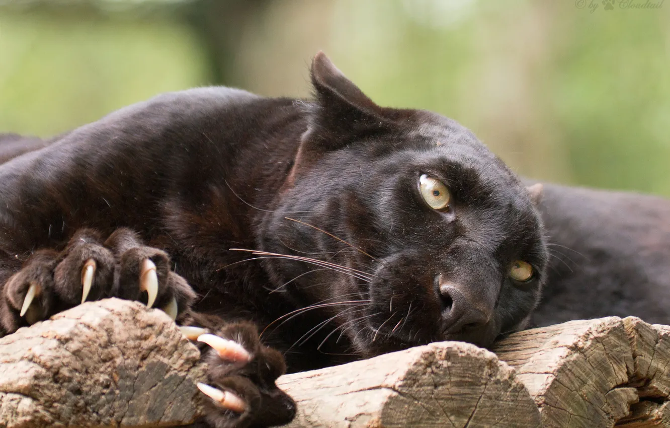 Photo wallpaper cat, look, Panther, claws, black leopard