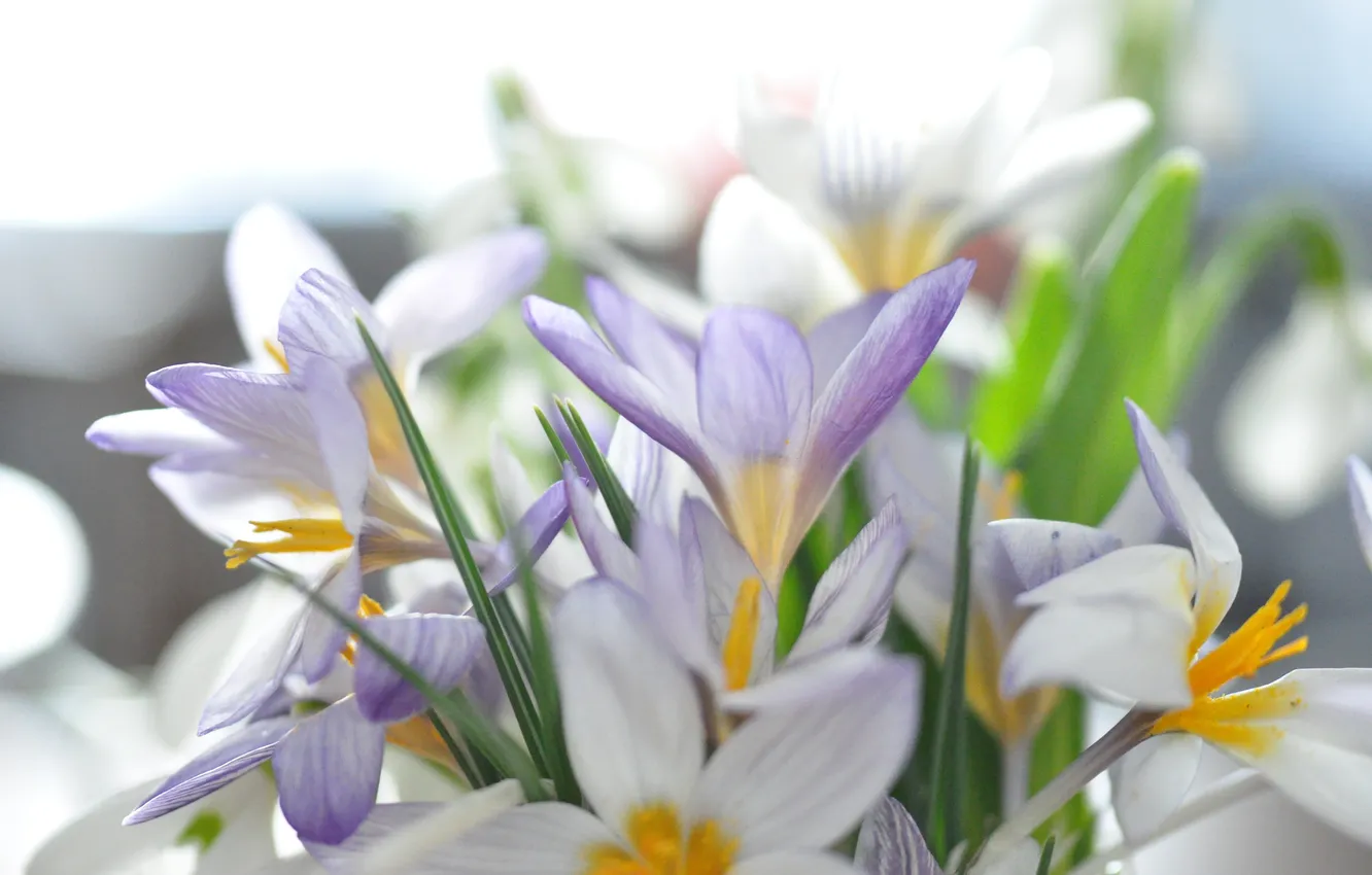 Photo wallpaper flowers, nature, spring, crocuses