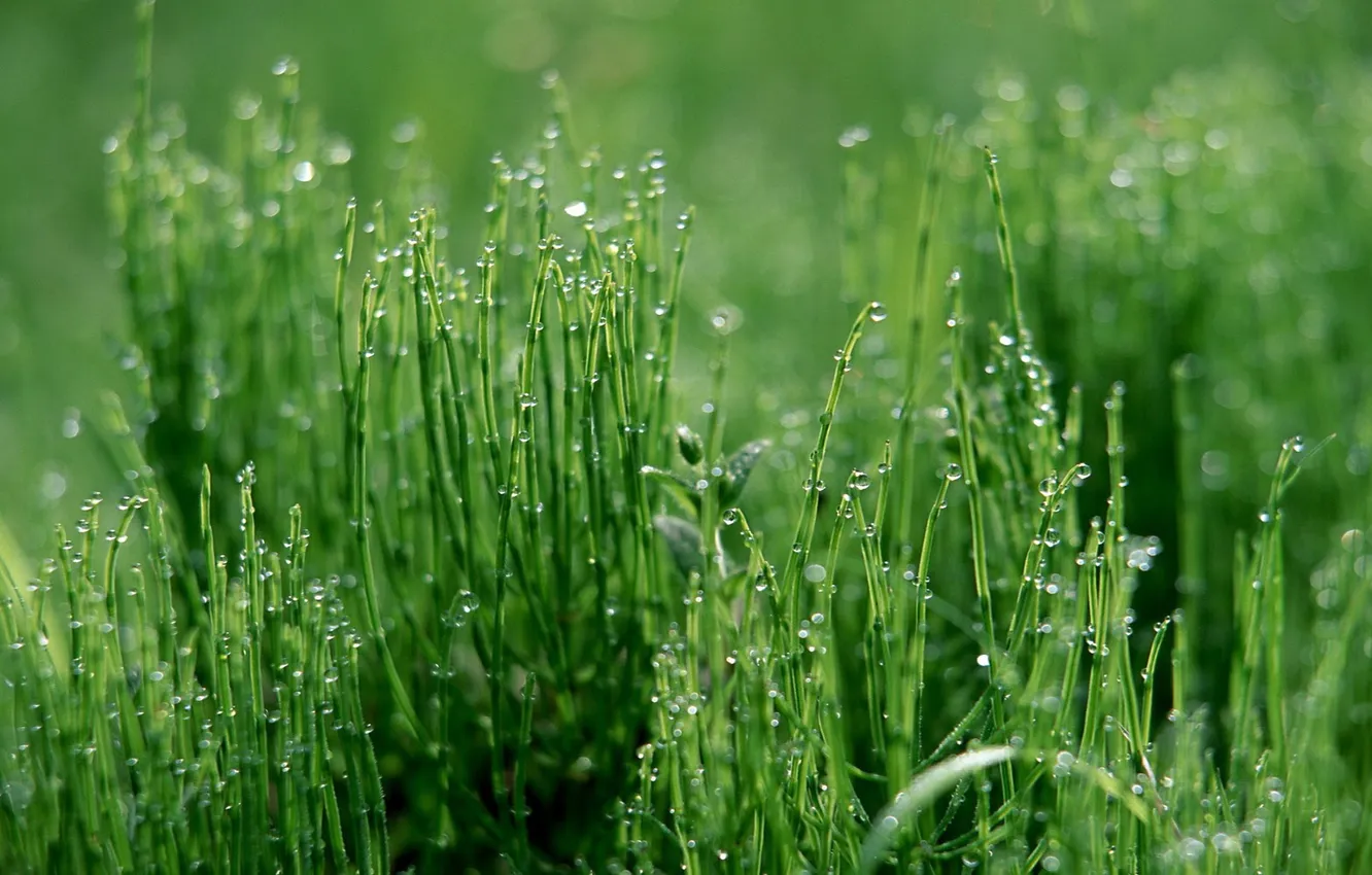 Photo wallpaper greens, grass, water, Rosa, morning, Droplets