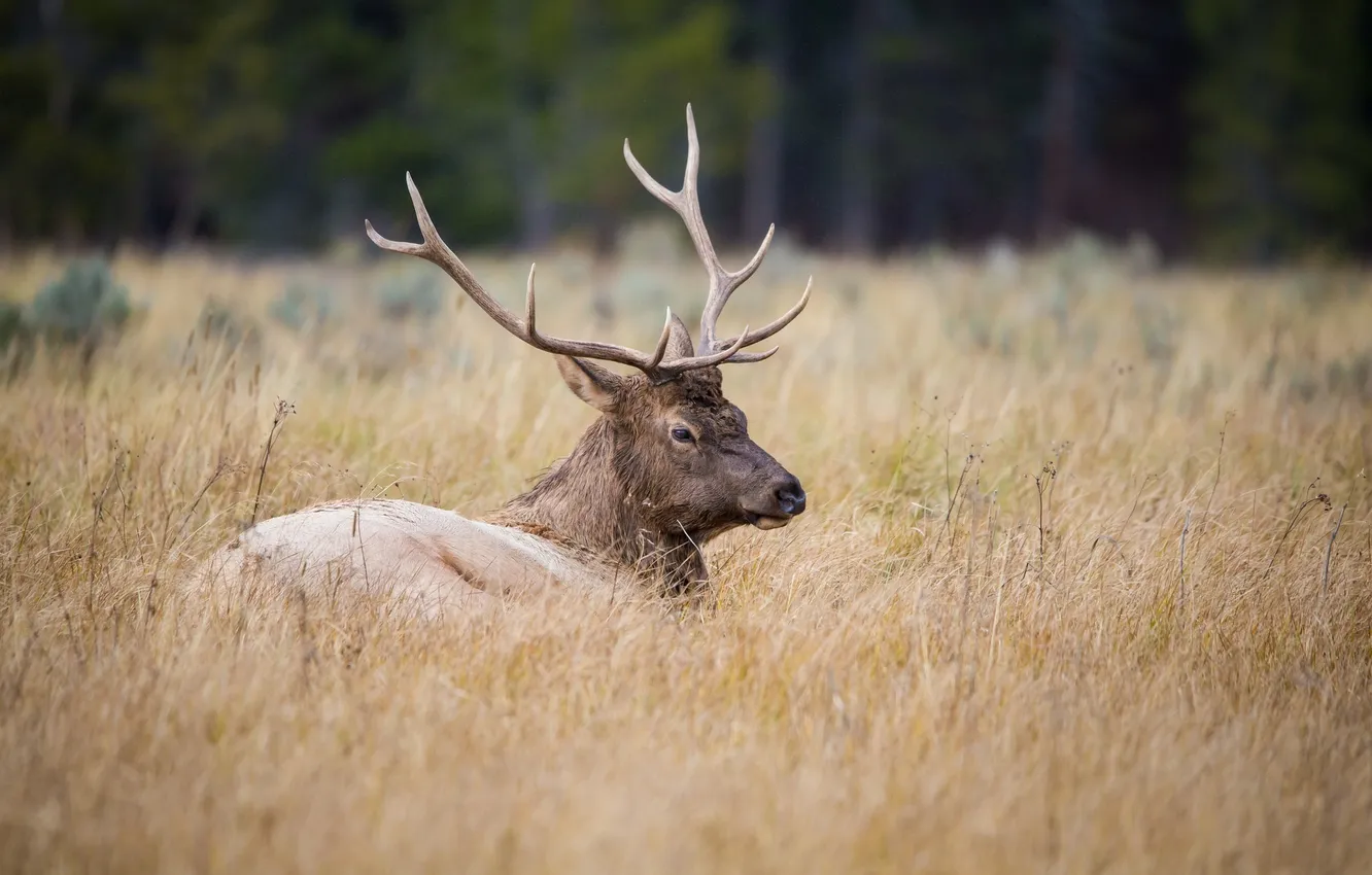 Photo wallpaper autumn, grass, deer, horns
