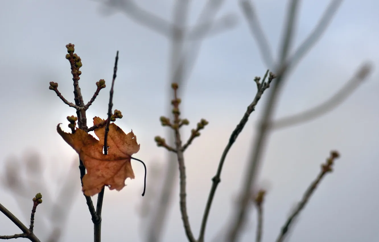 Photo wallpaper autumn, leaves, branches, nature, photo, branch, Wallpaper, leaf
