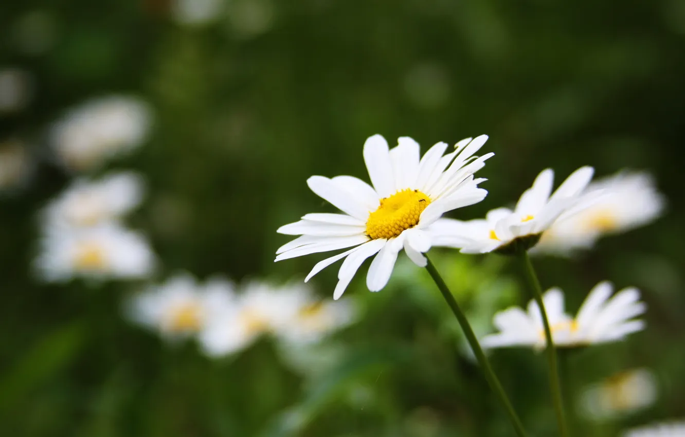 Photo wallpaper greens, summer, grass, flowers, heat, chamomile, summer, flowers