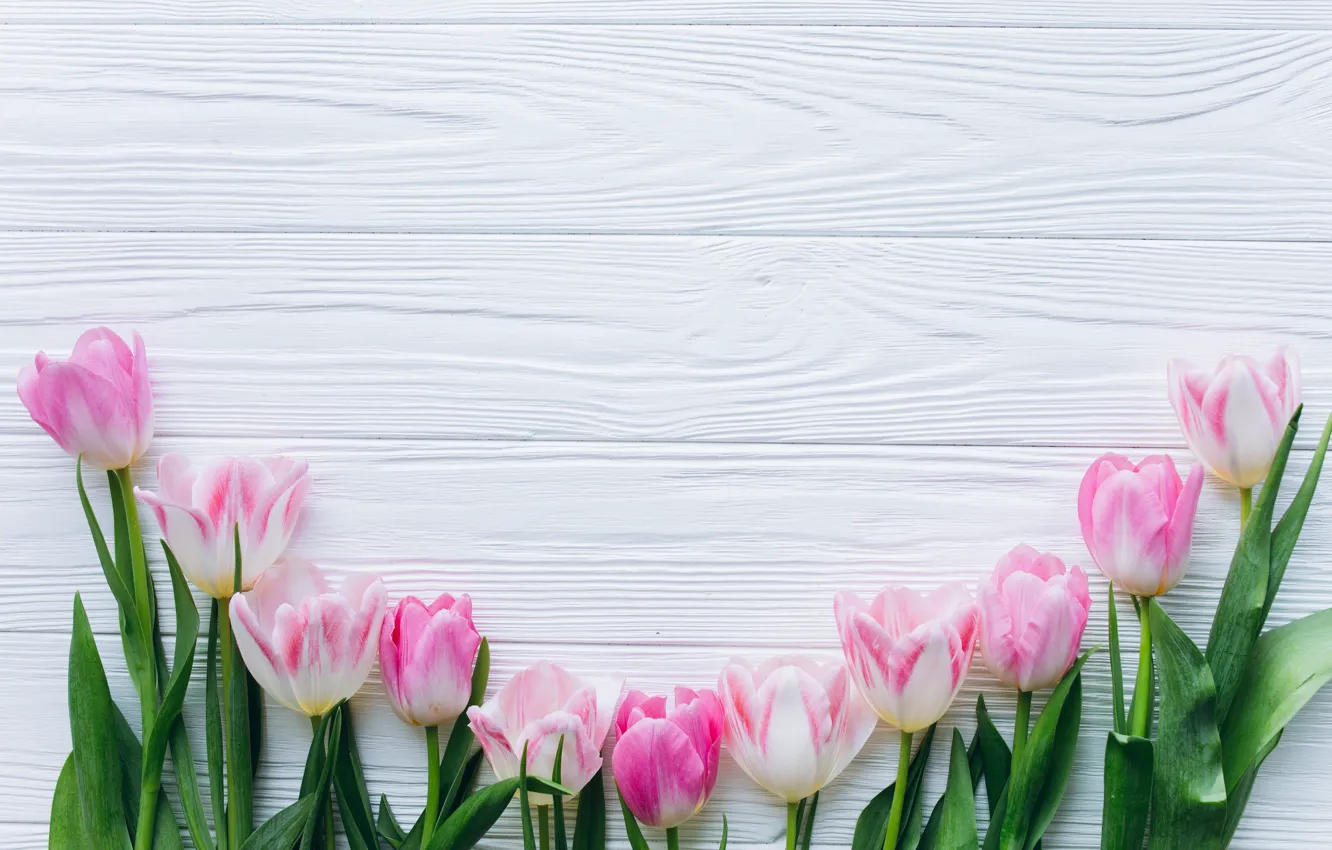 Photo wallpaper flowers, tulips, pink, fresh, wood, pink, flowers, beautiful
