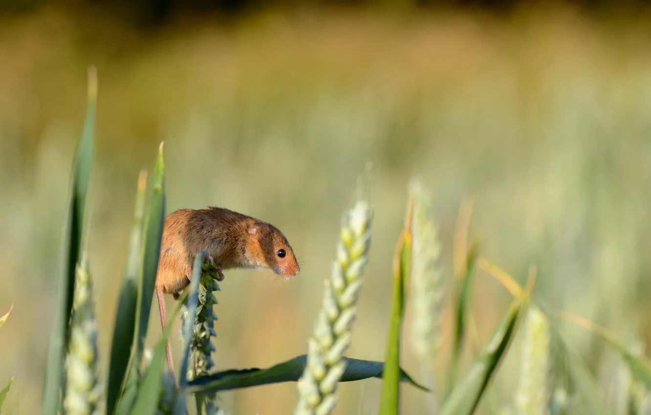 Photo wallpaper summer, nature, Harvest Mouse