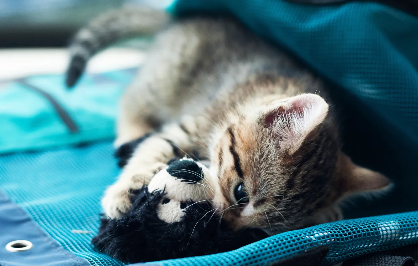 Photo wallpaper cat, cat, grey, background, mesh, blue, toy, the game