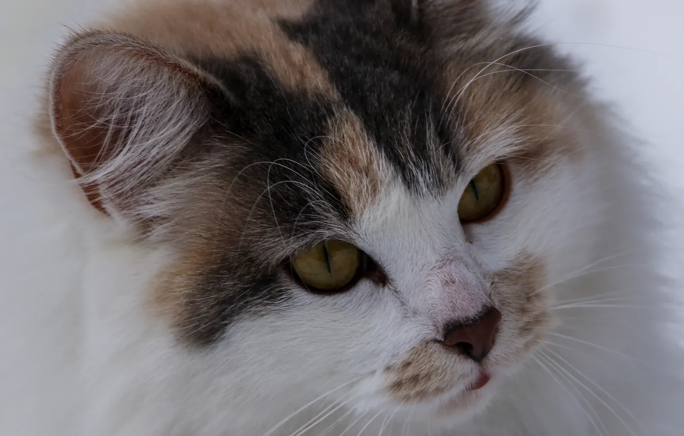 Photo wallpaper cat, portrait, muzzle
