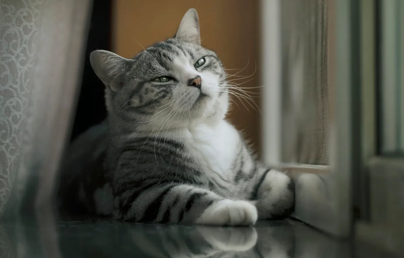 Photo wallpaper cat, cat, pose, stay, legs, window, lies, curtains