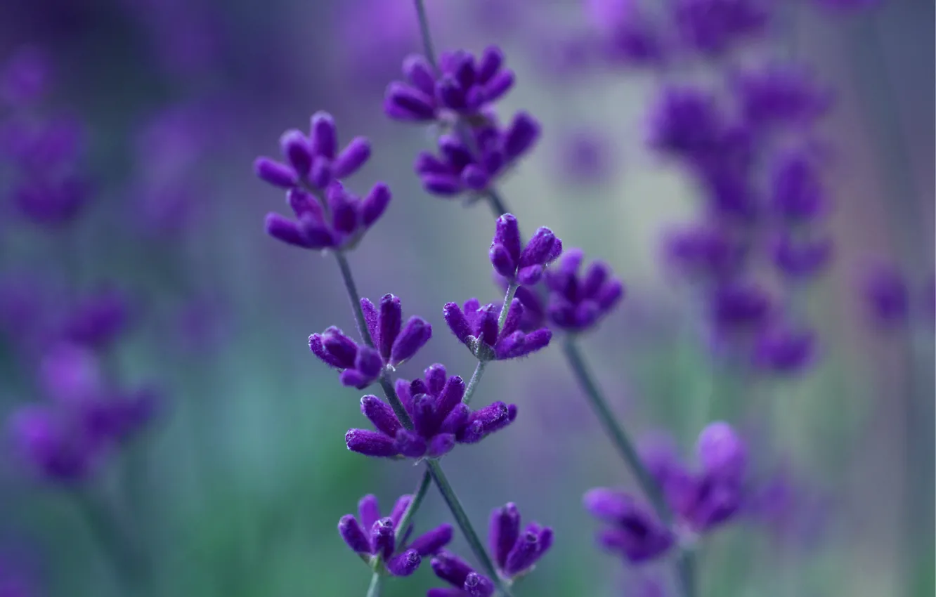 Photo wallpaper purple, macro, flowers, blur, lavender, lilac