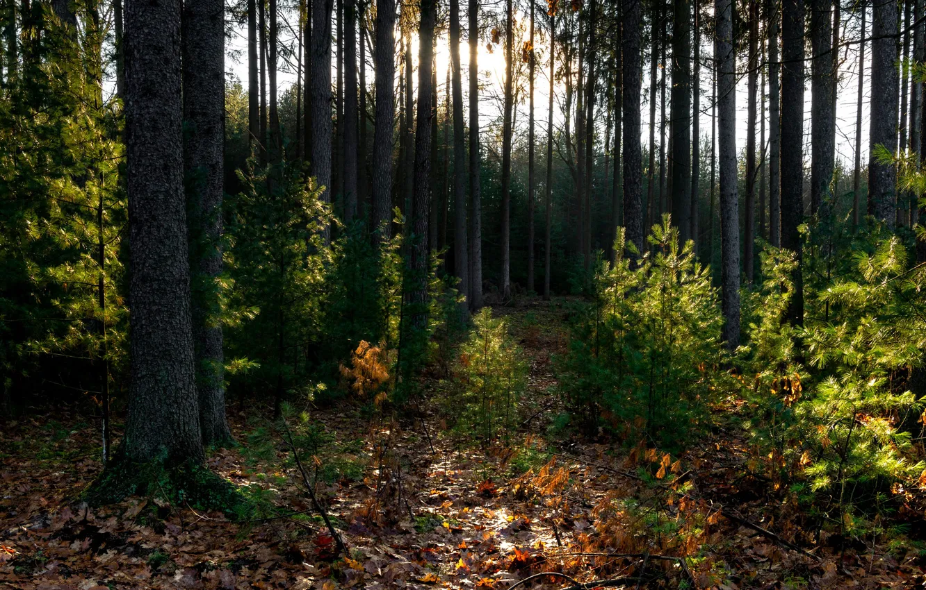 Photo wallpaper forest, trees, fallen leaves