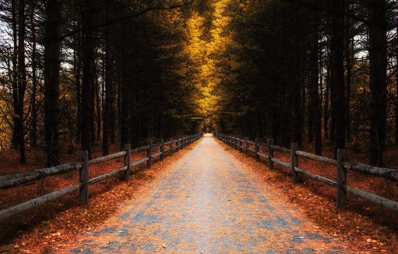 Photo wallpaper road, autumn, forest, leaves, trees, the fence