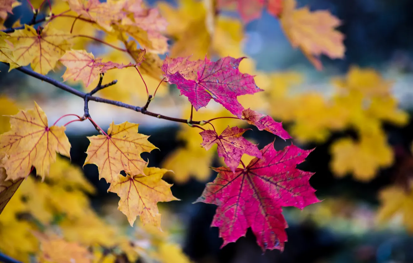 Photo wallpaper autumn, leaves, branches, tree, bokeh