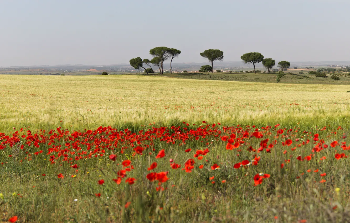 Photo wallpaper field, summer, trees, flowers, red, Maki, space, poppy field