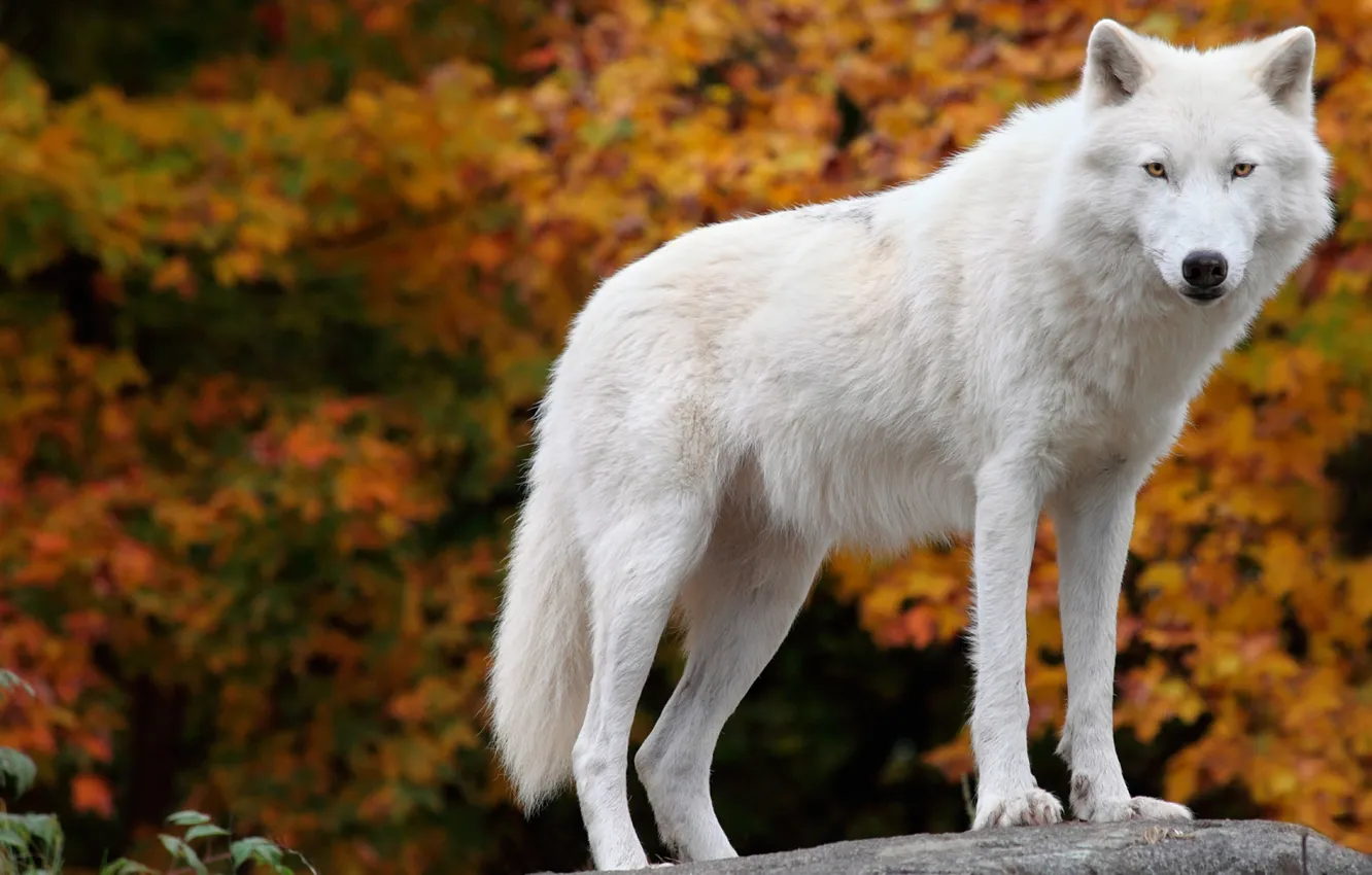 Photo wallpaper fantasy, nature, art, snow, predator, face, animal, wolf
