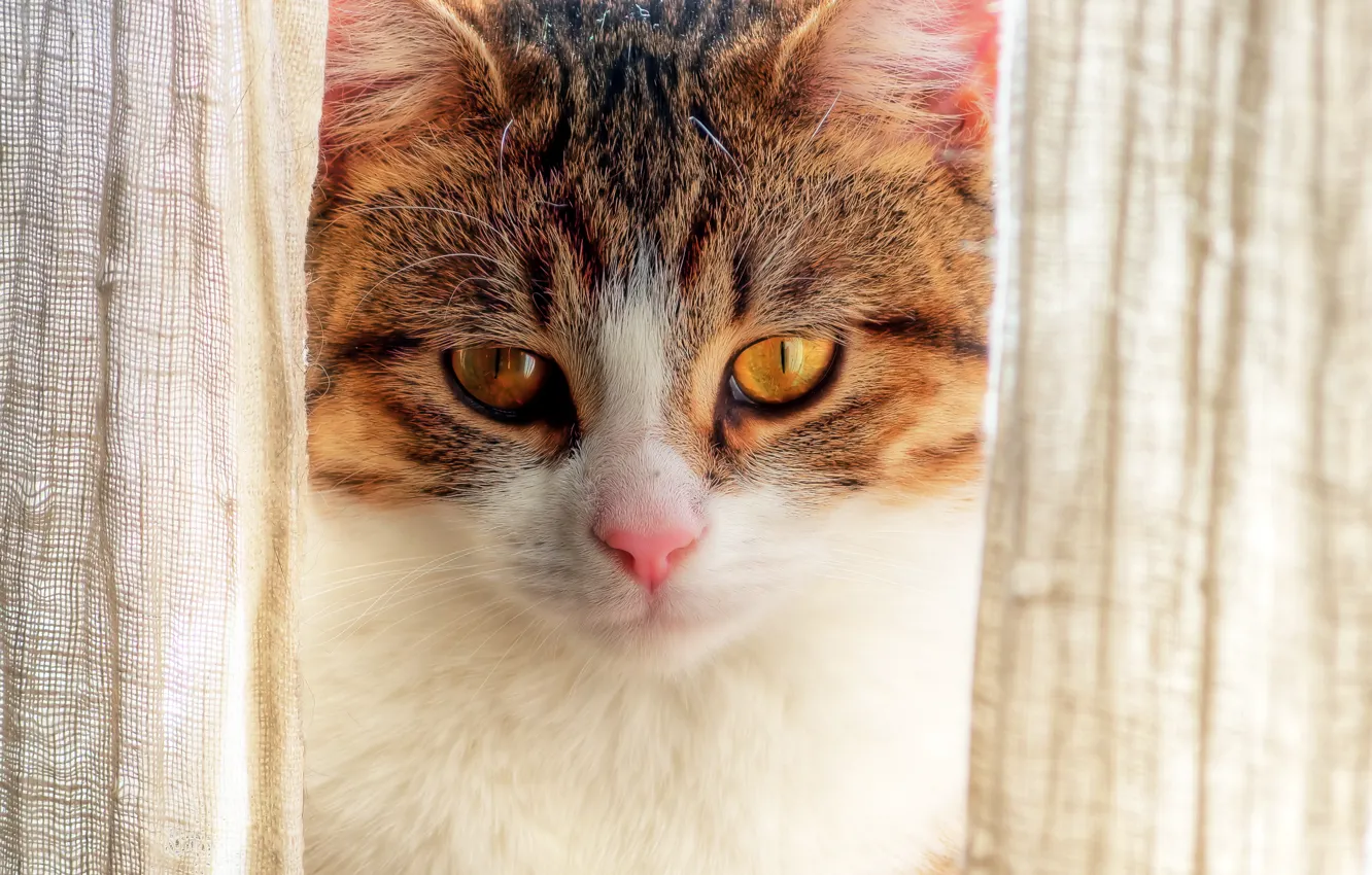 Photo wallpaper cat, cat, look, face, portrait, blind, Wallpaper from lolita777, red-white