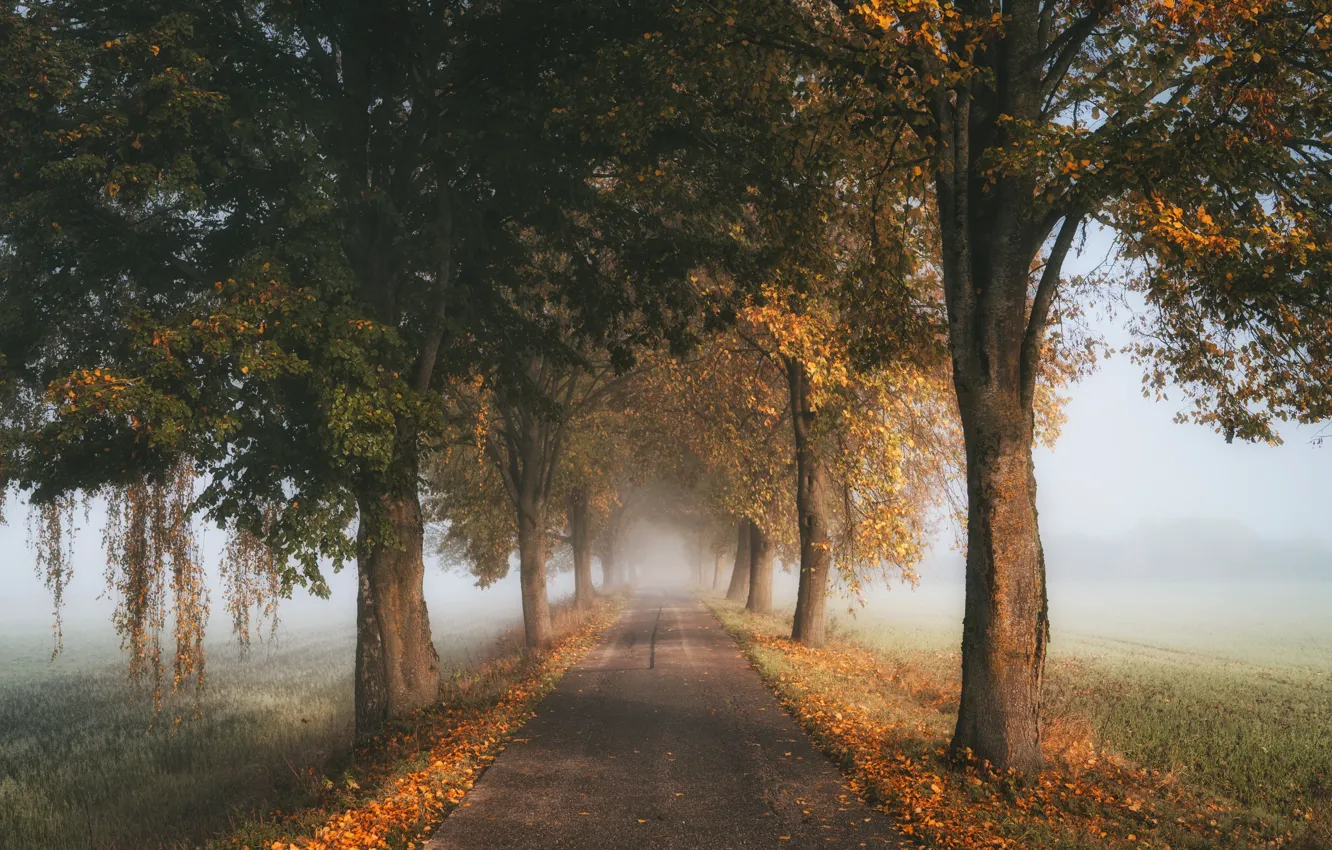 Photo wallpaper road, autumn, trees, fog
