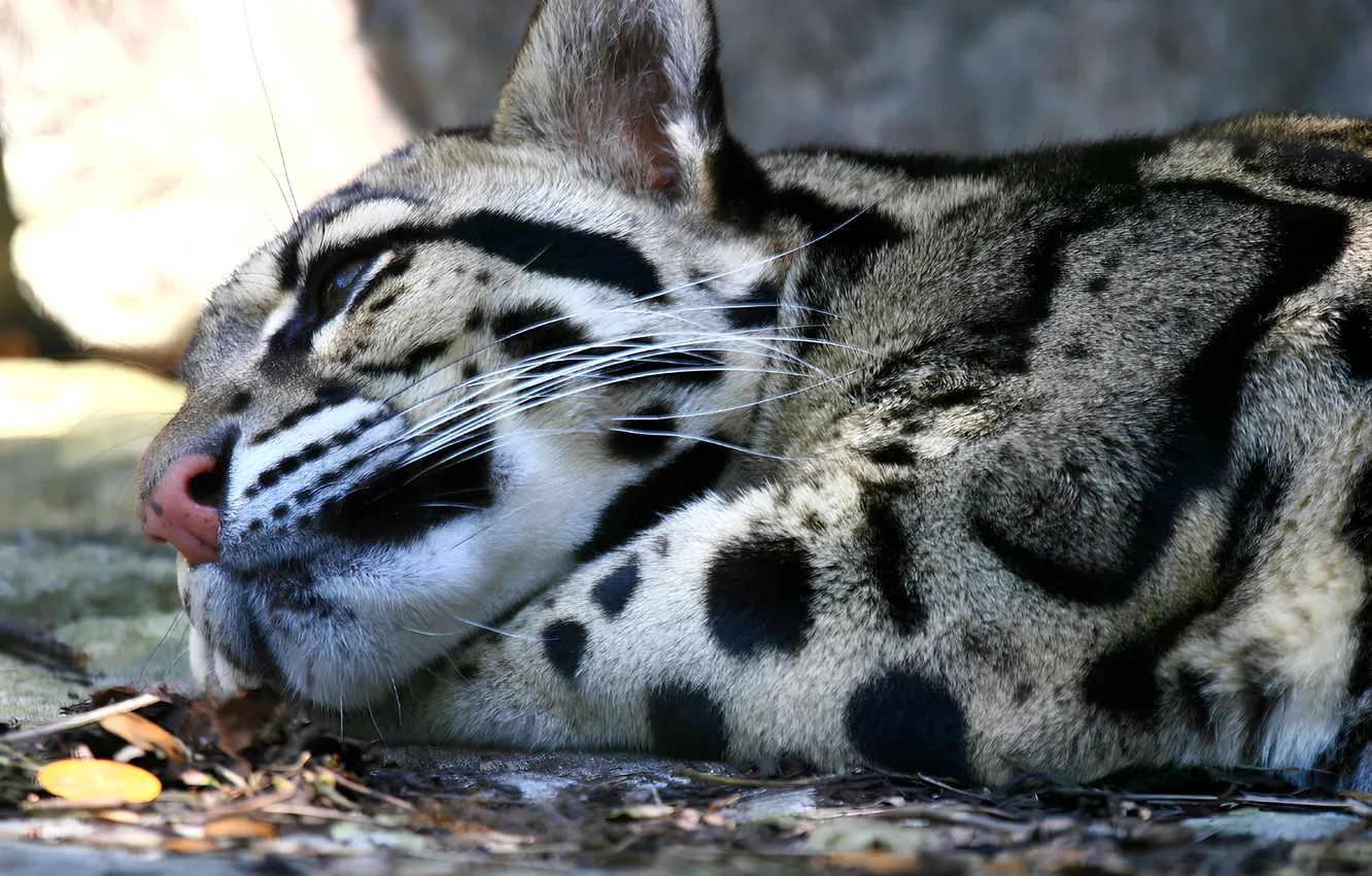 Photo wallpaper muzzle, lies, spotted cat