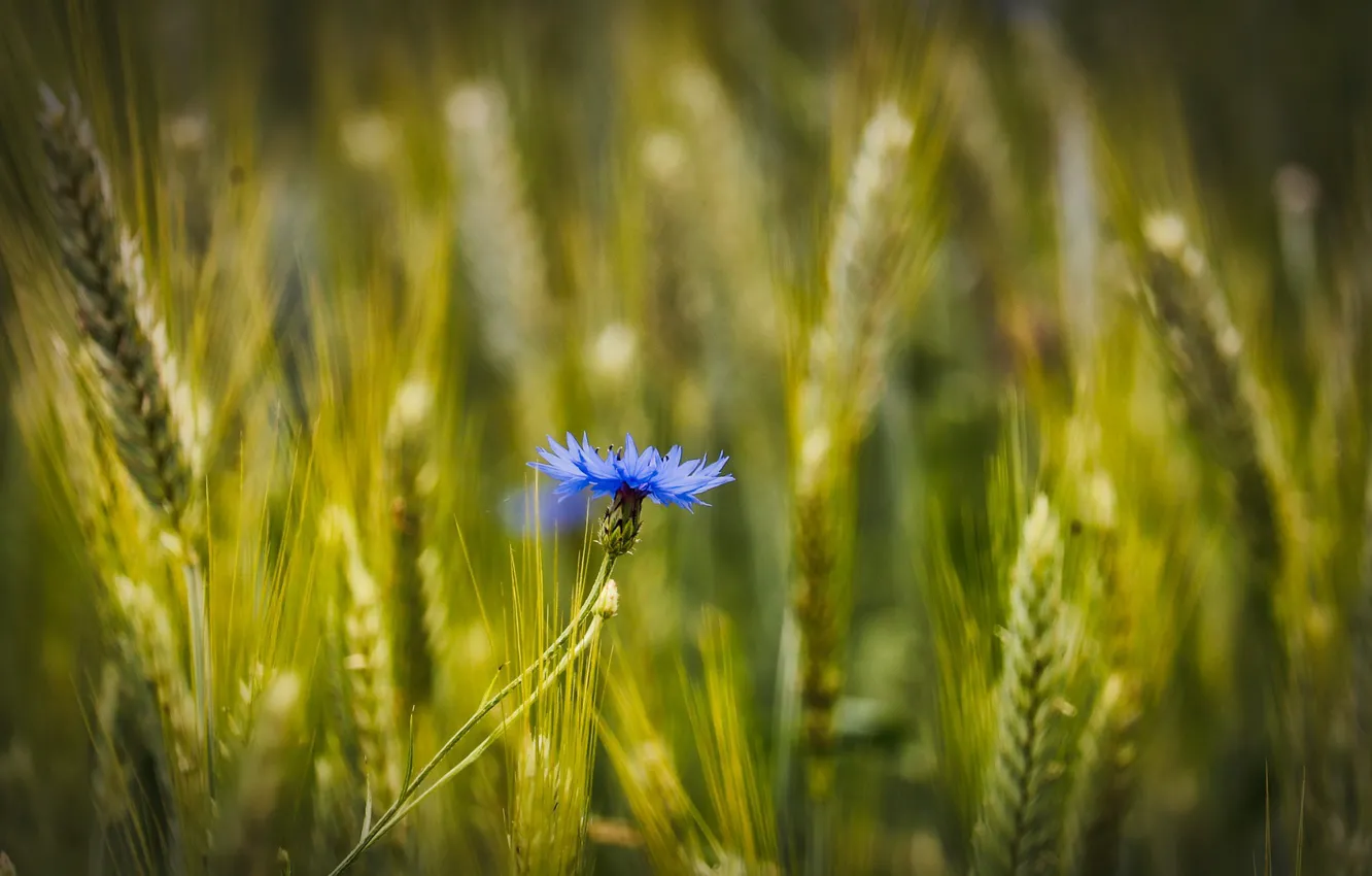 Photo wallpaper field, flowers, cornflowers
