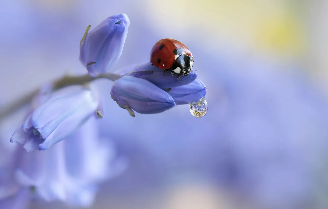 Photo wallpaper flower, water, macro, nature, drop, ladybug, beetle, buds