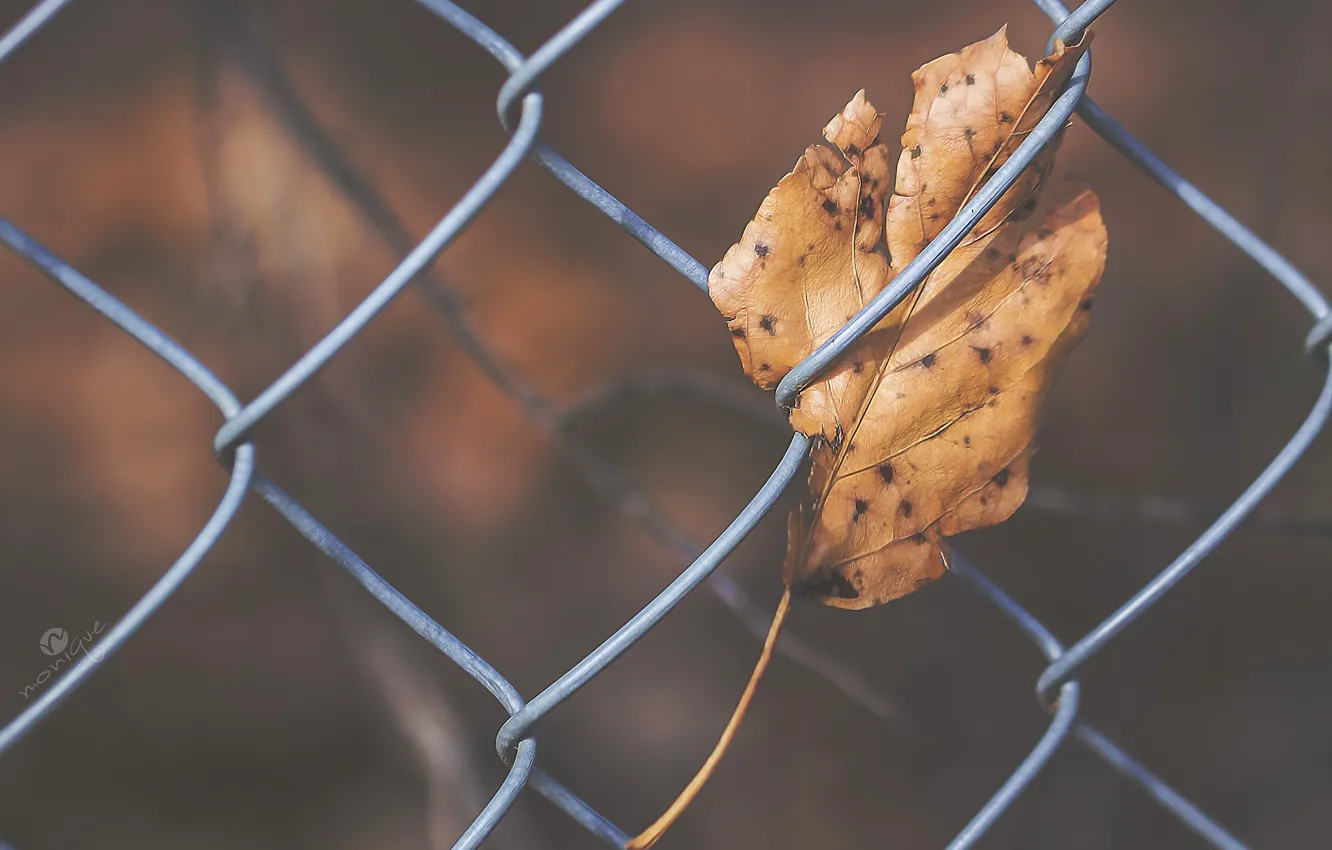 Photo wallpaper autumn, sheet, the fence