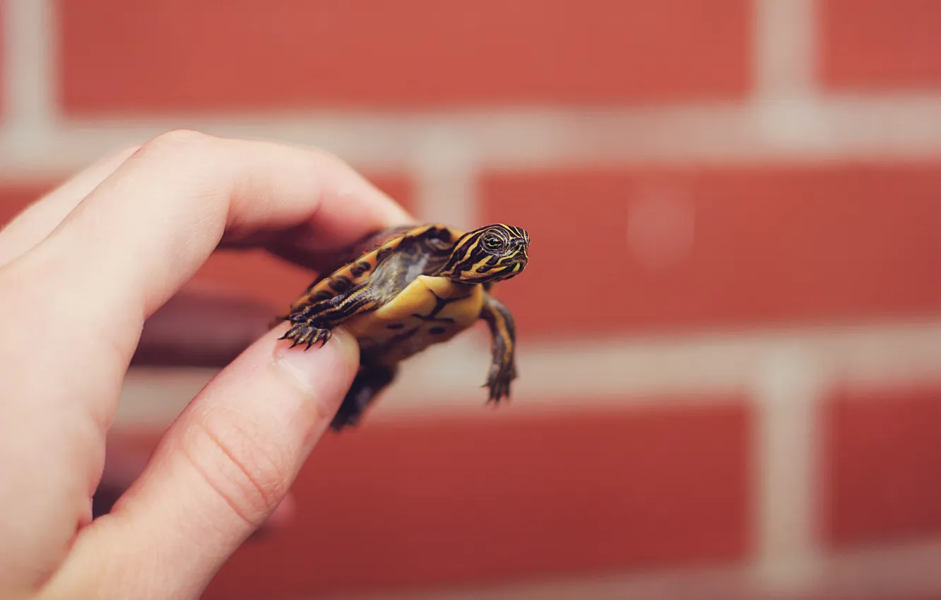 Photo wallpaper turtle, fingers, bug
