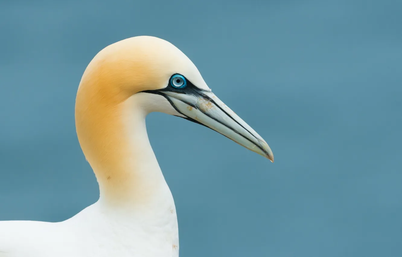 Photo wallpaper background, bird, gannet