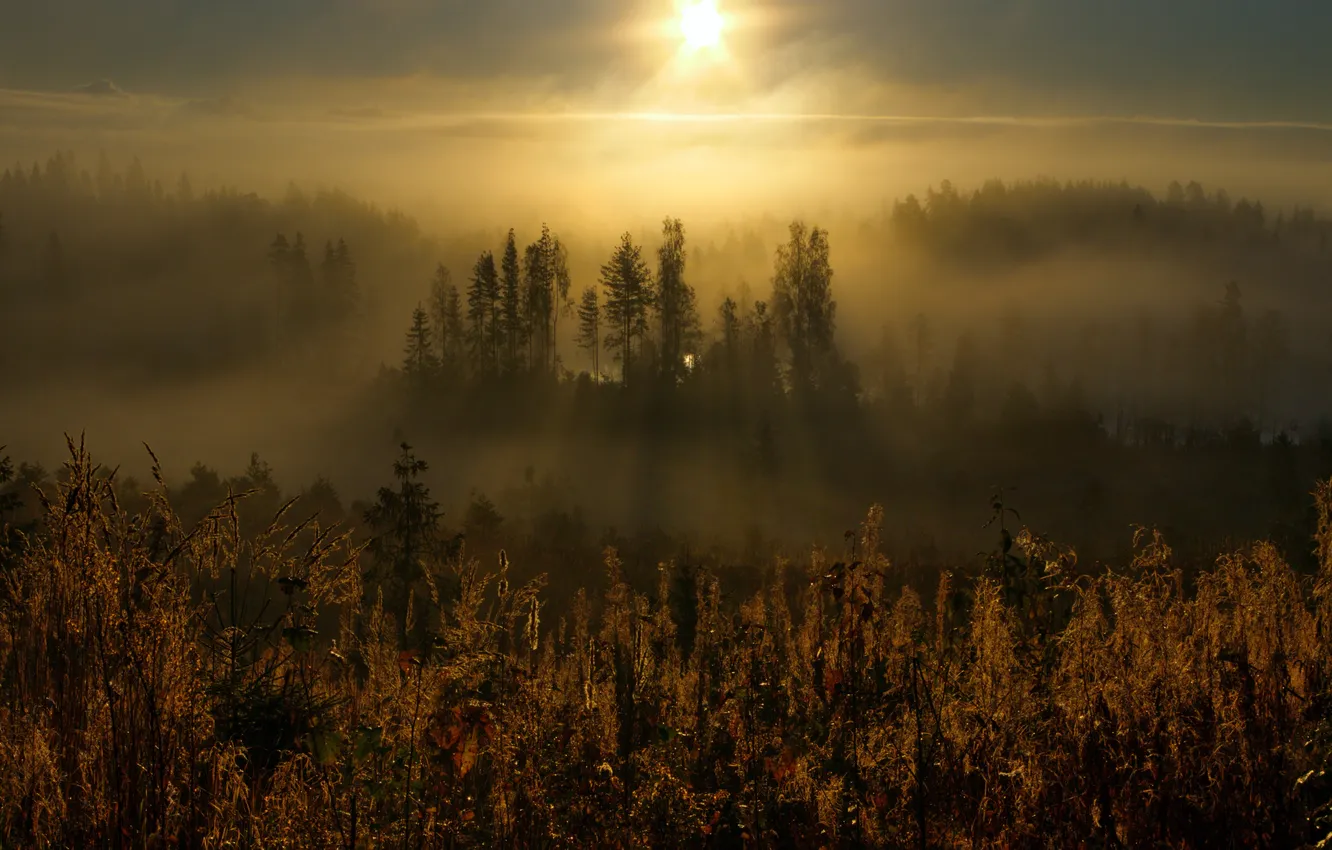 Photo wallpaper forest, Forest Lake, The Karelian Isthmus, Lembolovo