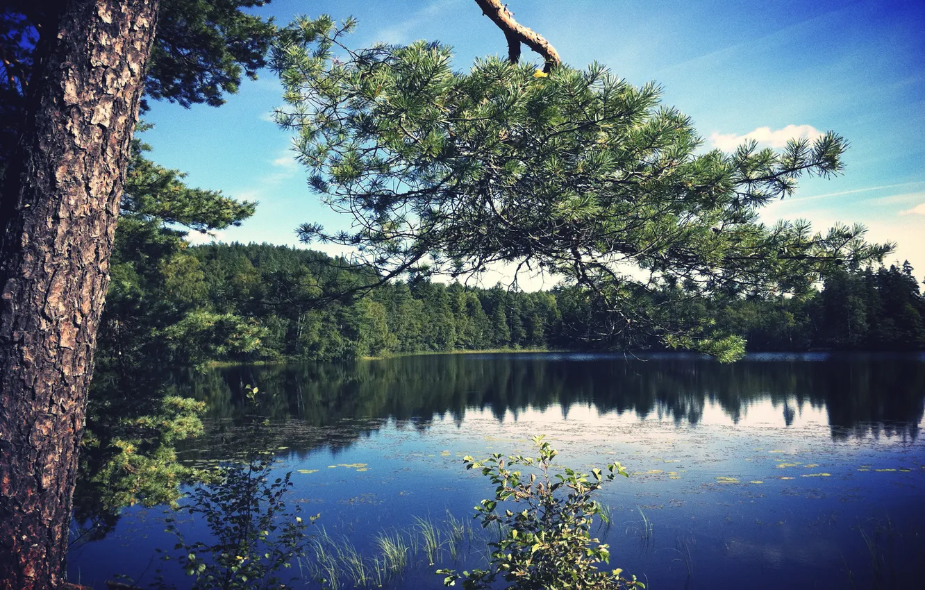 Photo wallpaper forest, water, lake, pine