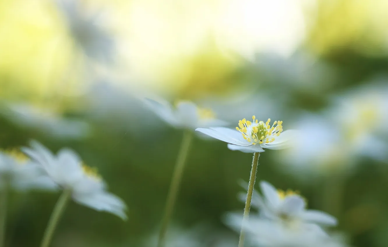 Photo wallpaper flower, Anemone nemorosa, Wood Anemone