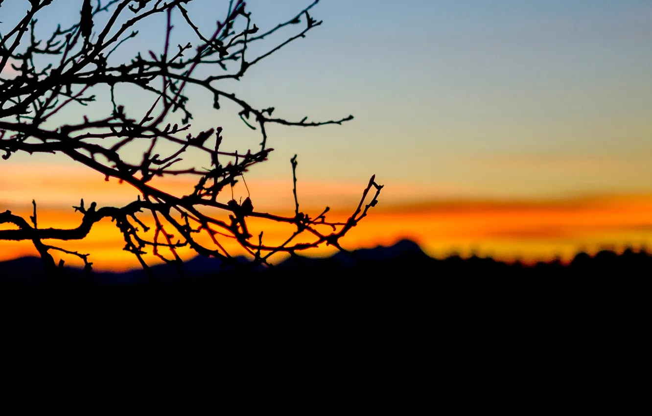 Photo wallpaper trees, sunset, mountains, branch, silhouette