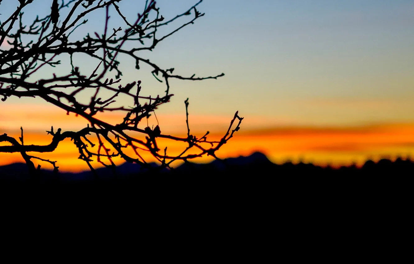 Photo wallpaper sunset, mountains, tree, branch, silhouette