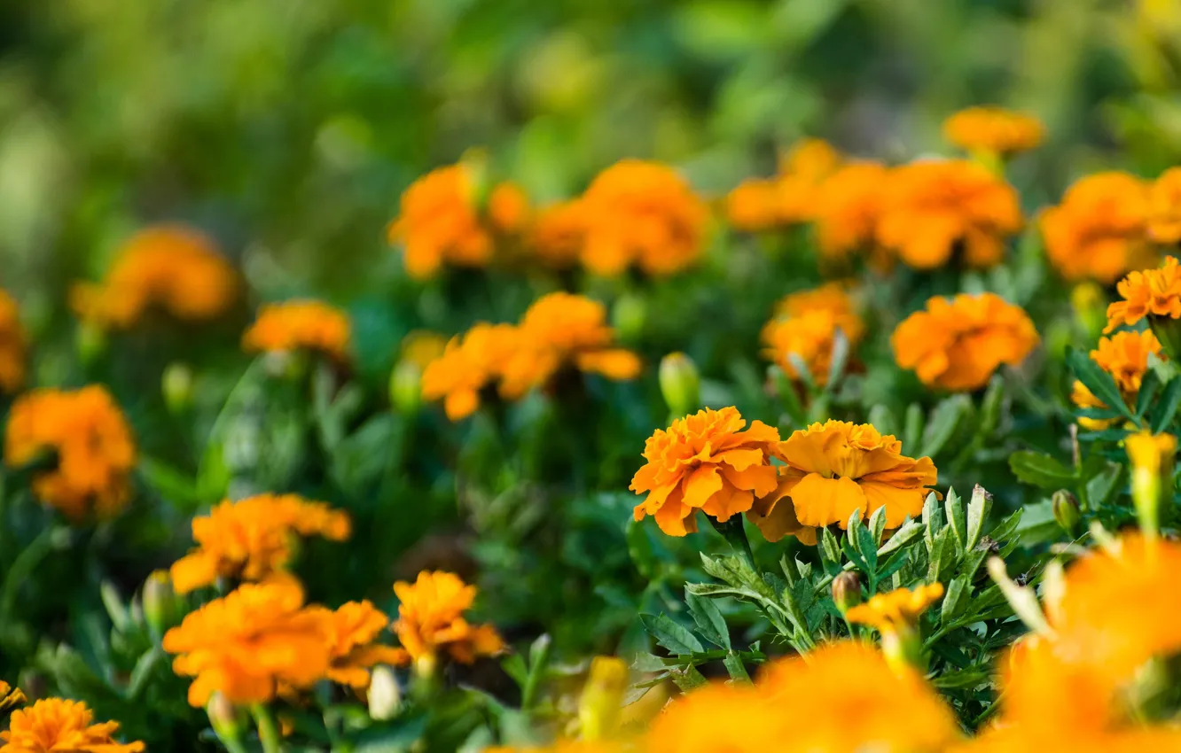 Photo wallpaper summer, flowers, flowering, marigolds