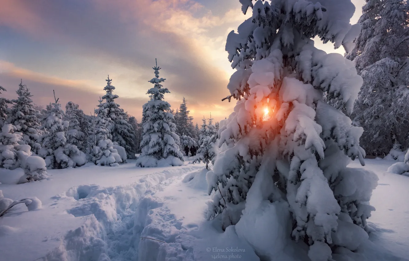 Photo wallpaper winter, forest, snow, sunset, ate, the snow, Russia, path