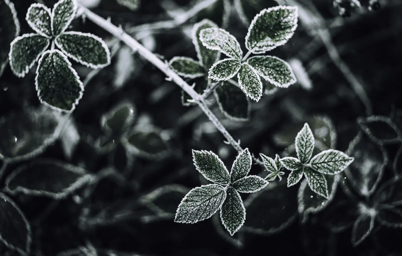 Photo wallpaper leaves, dew, frost