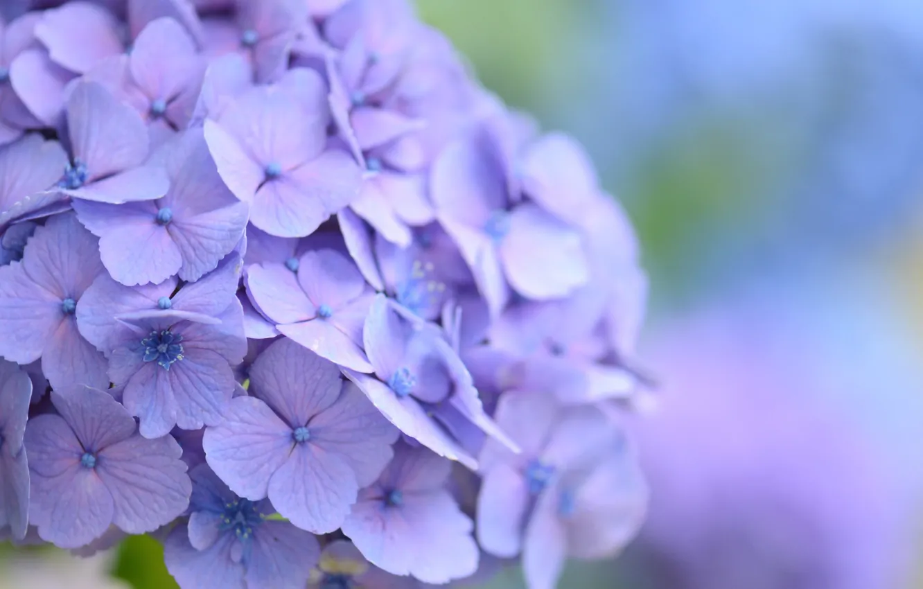 Photo wallpaper background, hydrangea, Purple flowers