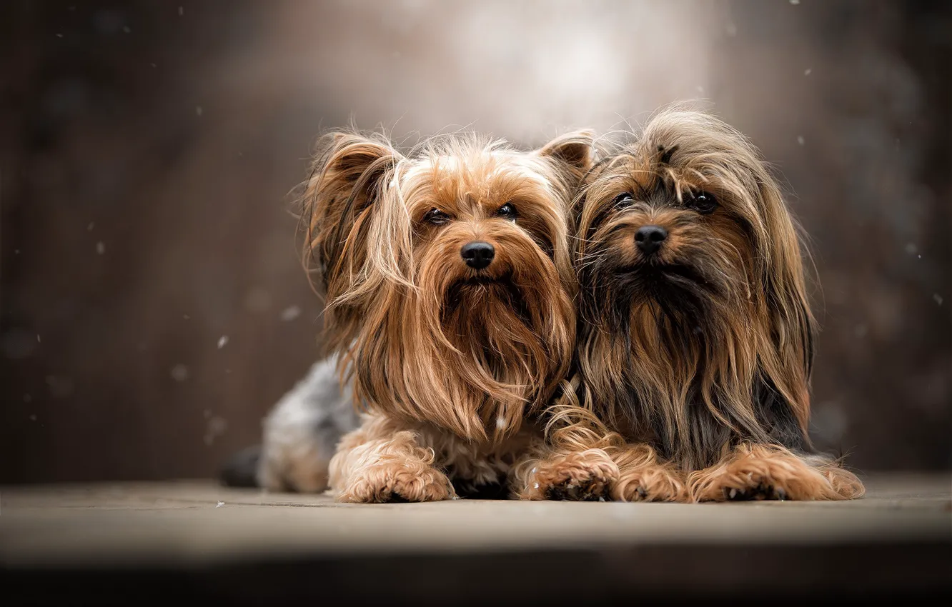 Photo wallpaper dogs, portrait, a couple, Yorkshire Terrier