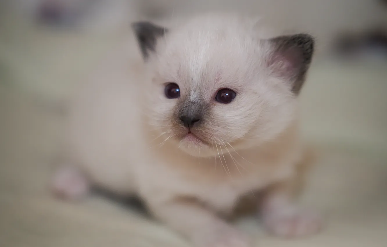 Photo wallpaper cat, white, look, sweetheart, portrait, baby, kitty, face