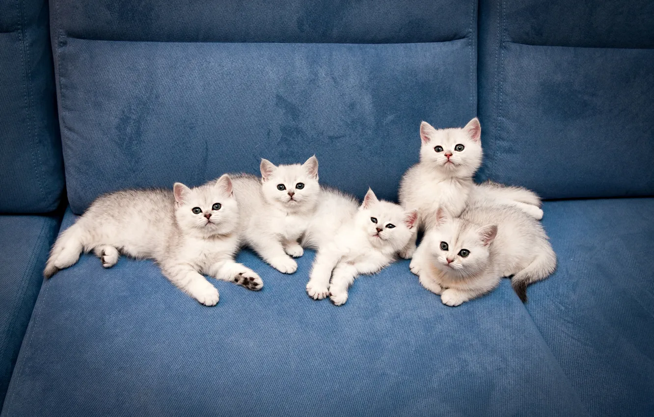 Photo wallpaper cat, look, pose, sofa, together, baby, lies, white