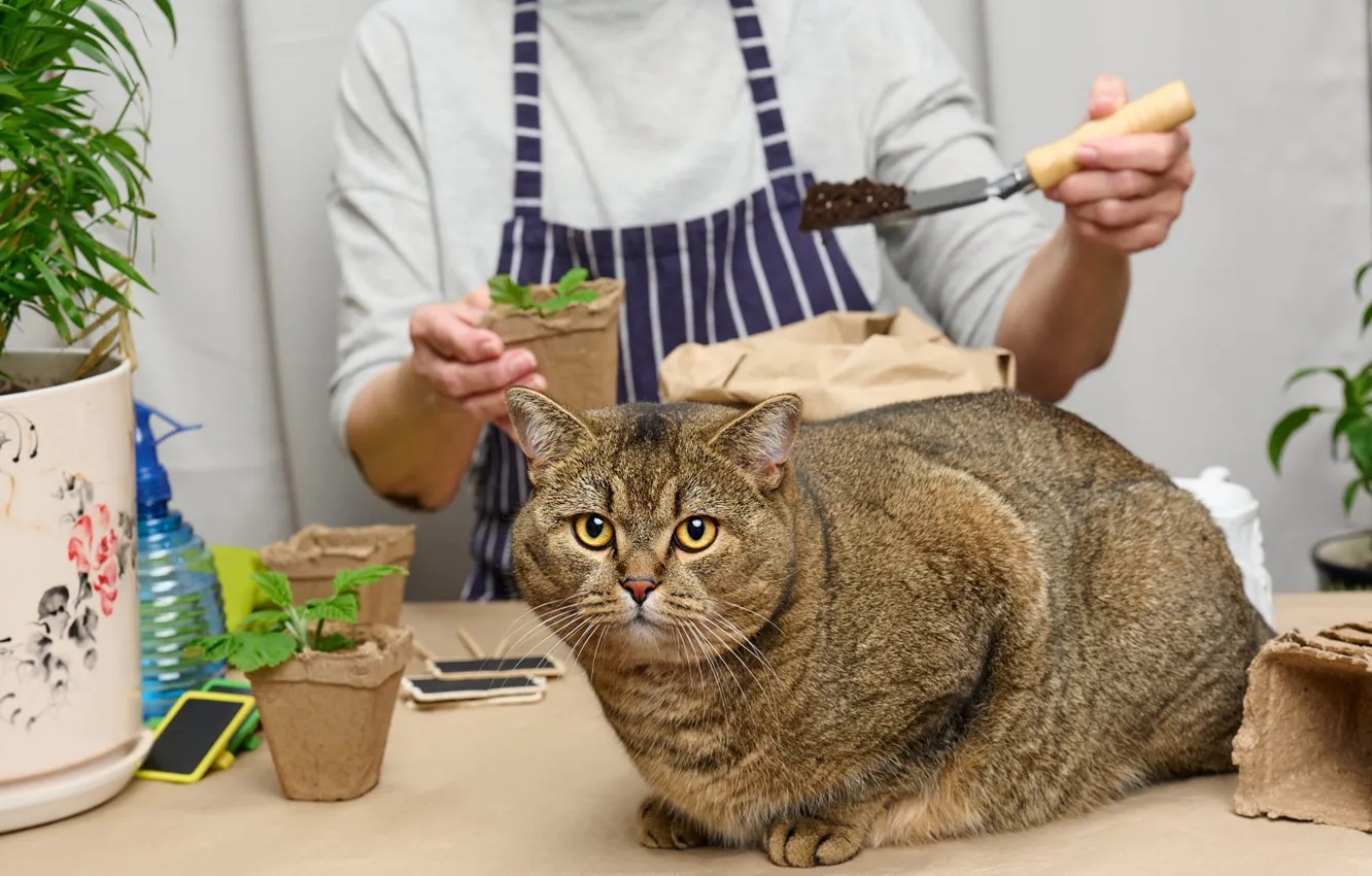 Photo wallpaper cat, cat, table, plant, pot, the owner, seedlings