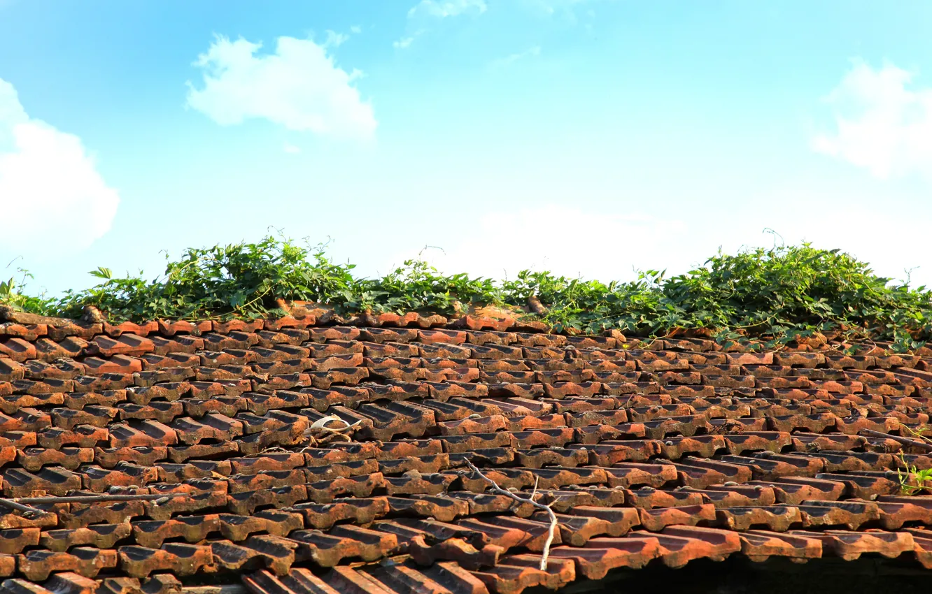 Photo wallpaper roof, the sky, grass