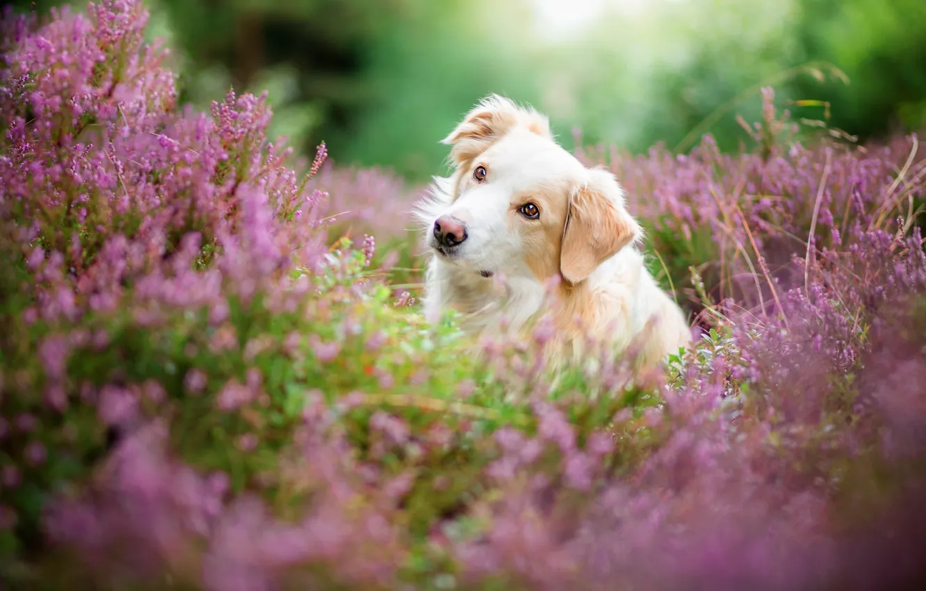 Photo wallpaper forest, white, summer, look, face, flowers, nature, portrait