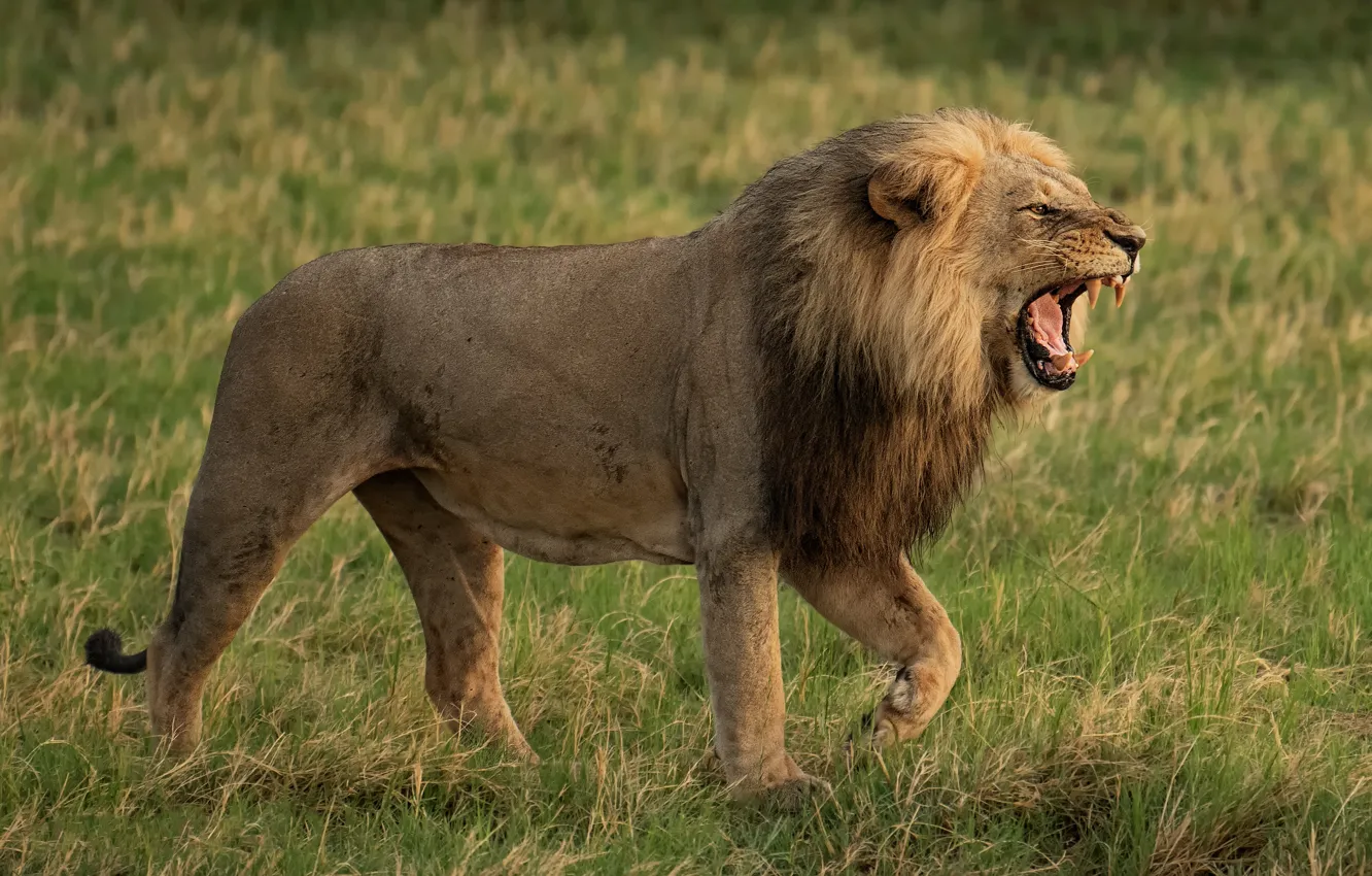 Photo wallpaper field, language, grass, face, pose, glade, Leo, paws
