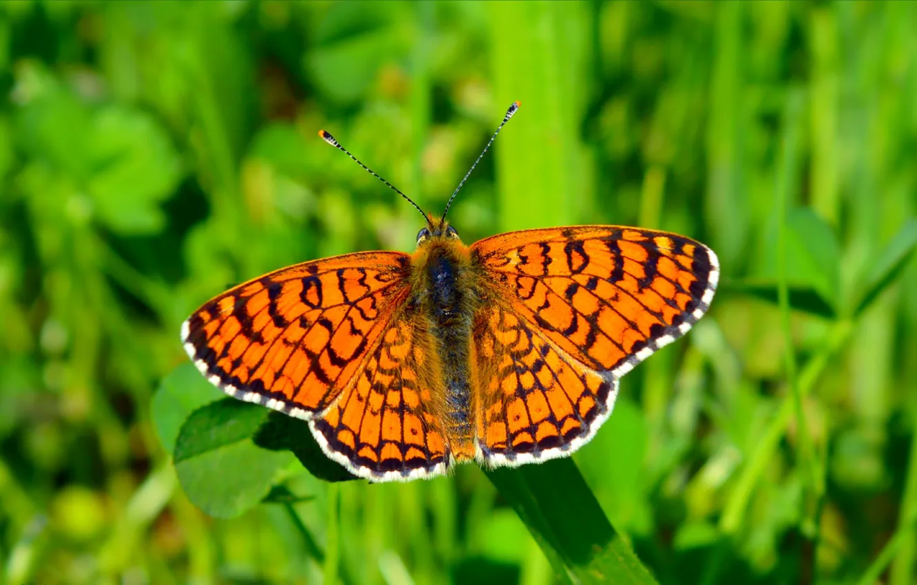 Photo wallpaper Macro, Spring, Butterfly, Spring, Macro, Butterfly