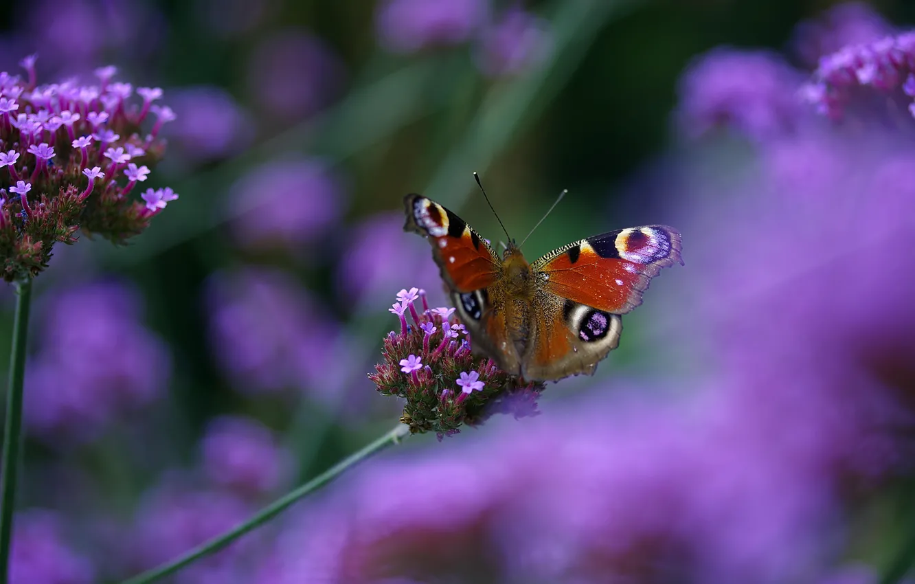 Photo wallpaper macro, flowers, butterfly, lilac, bokeh, Emperor moth