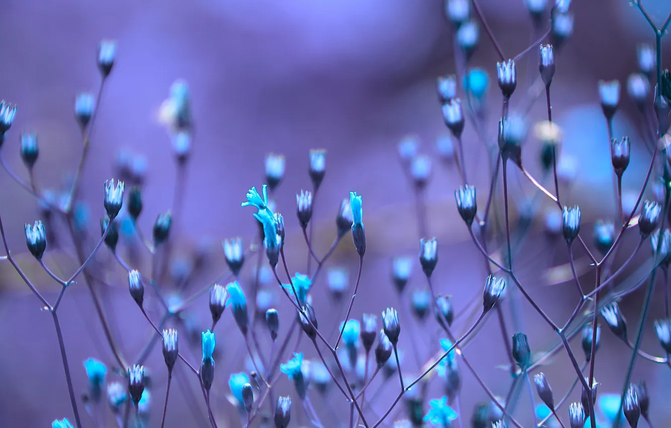 Photo wallpaper macro, flowers, branches, plant