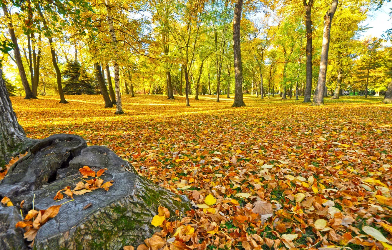 Photo wallpaper autumn, forest, grass, leaves, trees, Park